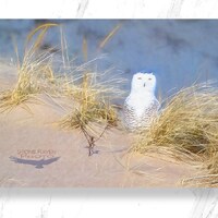 Snowy Owl Photo, Owls, Plum Island Snowy, Bird Art, Nature Art, Photograph, Photography, Winter Bir