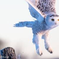 Owl, Snowy Owl Print,Owl Photography,Snowy Owl,Owl Print,Gift for Him,Photography Prints,Wildlife Ph