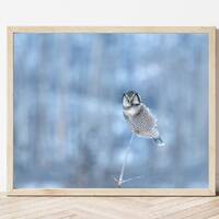 Owl Photo-Owl Print-Northern Hawk Owl-Owl Picture-Owl Photography-Bird Photography-Owl Gifts-Wildlif