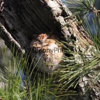 Nature Photograph Screech Owl - Pick One Image