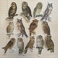Owl stickers