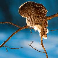 Seeking Grace; Photograph of Barred Owl with Bowed Head, Strix varia; 8X10 or 11X14 Print Only
