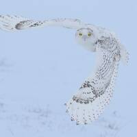 Snowy owl photograph, Snowy owl, Owl photograph, Bird photograph