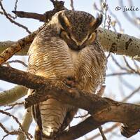 Owl Photography, Bird Photography, Woodland, Wildlife Photography, Fine Art Photography