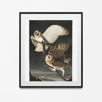Audubon Owl Print, vintage bird poster