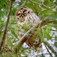 Barred Owl Photograph - Owl - Nature Photography - Wall Art - Bird Photography - Bird Print - Gifts 