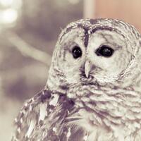 Owl Barred Owl White Gray Grey Bird Photography Nature Woods Forest Soft Dreamy Rustic Decor Birds o