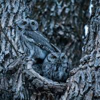 Screech Owl Family - Nature Fine Art Photography Print, Gift Idea, Bird Photo, Cute Animals, Lover B