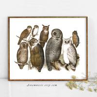 OWL COLLAGE - High Res Digital Image - printable antique bird illustration retooled for image transf