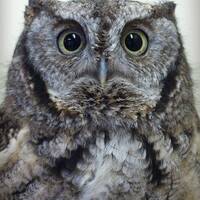 Matted 8X10 print Gray Screech Owl - nature photography