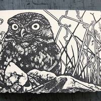 Burrowing Owls Card