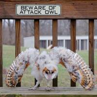 Beware The Baby Reaper ( Young Barn Owl)