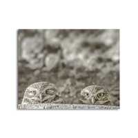 Burrowing Owl Bird Art Photography Print | Southwestern Style Wall Decor | Tucson Arizona Wildlife P