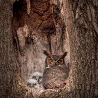 Great Horned Owl Photo, Metal or Acrylic Print Harry Collins Original Photography Wildlife Wall Art 