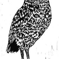 Burrowing Owl Print