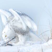 Snowy Owl