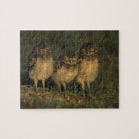 USA, Florida, Cape Coral. Three Burrowing Owls Jigsaw Puzzle