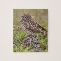 Burrowing Owl, Athene cunicularia, Cape Coral, Jigsaw Puzzle