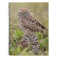 Burrowing Owl, Athene cunicularia, Cape Coral, Notebook