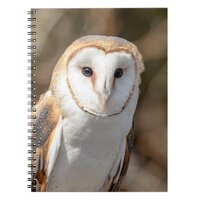 Barn Owl Notebook