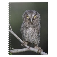 Eastern Screech-Owl, Megascops asio, Otus 2 Notebook