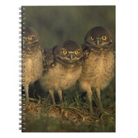 USA, Florida, Cape Coral. Three Burrowing Owls Notebook