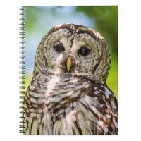 Barred Owl of the Hudson Valley &ndash; Nature & Wildlif Notebook