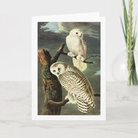 Snowy Owl - Audubon Fine Vintage Birds America Card