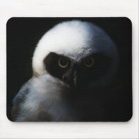 White Fuzzy Owl with Piercing Gaze Mouse Pad