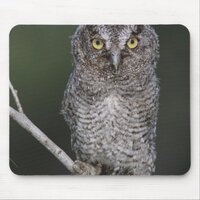 Eastern Screech-Owl, Megascops asio, Otus 2 Mouse Pad
