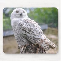 Snow owl mouse pad