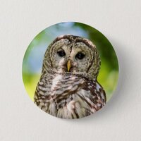 Barred Owl of the Hudson Valley – Nature & Wildlif Button