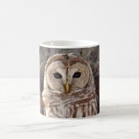 Barred Owl in Tree Mug