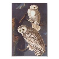 Snowy White Owls at Night Audubon Vintage Art Photo Print