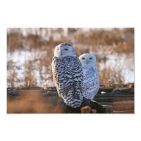 Snowy Owl Couple Photo Print