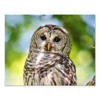14x11 Barred Owl Photo Print