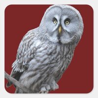 Great Gray Owl Square Sticker