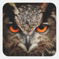 OWL stare Square Sticker