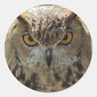 Owl Photo Stickers