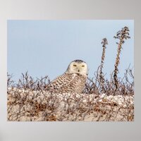 20x16 Snowy owl sitting on the beach Poster