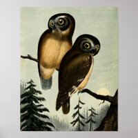 Vintage Kirtlands Owl Poster