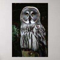 The Great Grey Owl wapcna Poster