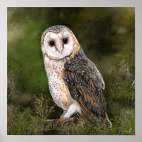 Western Barn Owl Poster Painting