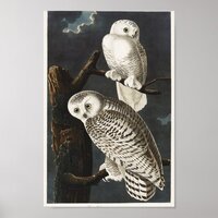 Vintage Owl Illustration Poster