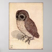 Albrecht Durer Little Owl Poster