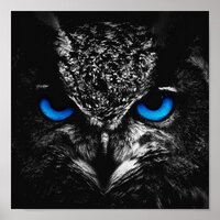 Owl blue eyes poster