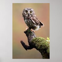 Cutest Baby Animals | Northern Saw Whet Owl Poster