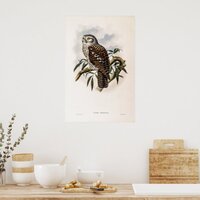 Vintage Hawk-Owl by John Gould Poster