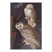 Audubon's Snowy White Owls at Night Vintage Art Poster