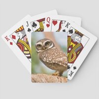 Spotted owl on morning flight. poker cards